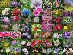 Some bloom in winter when there are few other plants blossoming. List Of 300 Flower Names A To Z With Images Florgeous
