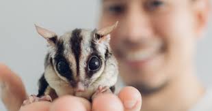 The Power of Exotic Pet Therapy