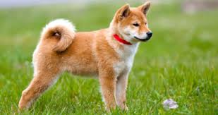 Japonský pes akita je nyní velmi populární. Dobyl srdce cizinců i ...
