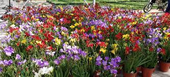 How To Grow And Care For Freesias In Whatcom County Van Wingerden Home Garden Center
