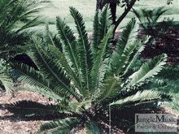 Image result for Encephalartos chimanimaniensis
