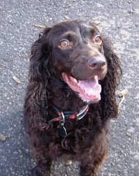 Search for instant quality results at helping.com. Boykin Spaniel Breed Information History Health Pictures And More