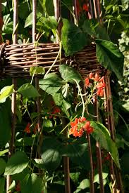 Image result for Phaseolus coccineus