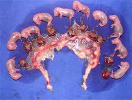 This particular occurrence is called implantation bleeding or spotting. Scielo Brasil Effects Of Enoxaparin And Unfractionated Heparin In Prophylactic And Therapeutic Doses On The Fertility Of Female Wistar Rats1 Effects Of Enoxaparin And Unfractionated Heparin In Prophylactic And Therapeutic