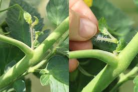 Samen mindesten 6 jahre keimfähig. Sonnenbrand Bei Tomaten Was Tun Jungpflanzen Retten Tomaten De