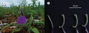 Image result for Rinorea elliptica