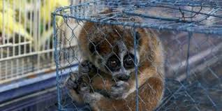 Undoubtedly, slow loris is one of the cutest animals in the world. Petition Demand An End To The Torturous Slow Loris Pet Trade