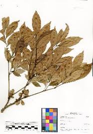 Image result for Macphersonia