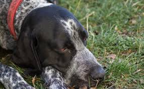 Comment Savoir Si Mon Chien A Mal Quelque Part Et Souffre