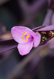 Image result for Commelina purpurea