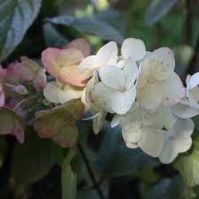 Am rand von größeren freiflächen setzt der strauch markante akzente. Rispenhortensie Mega Mindy Hydrangea Paniculata Mega Mindy Sehr Bluhfreudige Rispen Hortensie Native Plants