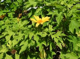 Image result for Tithonia diversifolia