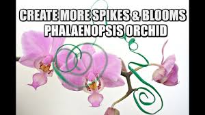 However, there is no way to predict if an undifferentiated node will become a keiki or a floral branch. Orchid Propagation Without Cuttings Or Keiki Paste Youtube