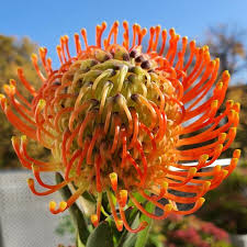 Image result for Leucospermum
