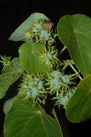 Image result for Macaranga schweinfurthii