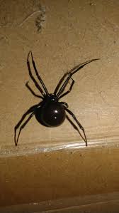The recluse spiders are mostly a pale or reddish brown color, darker on the cephalothorax (front the southern black widow, latrodectus mactans, and the northern black widow, latrodectus variolus. Cleaning Out My Garage And Found This Spider Bro Is This A False Black Widow Venomous Found In Central Kansas Spiderbro