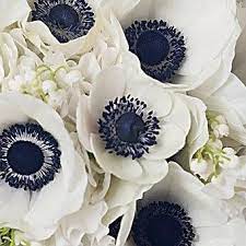 Anemone Great Flowers To Grow For Bouquets Kukkakuosi