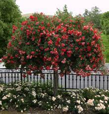 Knock Out Rose Tree Knockout Rose Tree Rose Trees Knockout Roses