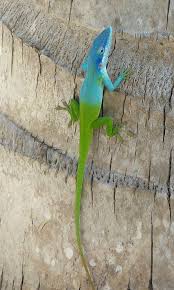 Http Faaxaal Forumgratuit Ca T3561 Photo De Lezard Vert Et Bleu Anole D Allison Anolis Animals Beautiful Weird Animals Reptiles And Amphibians