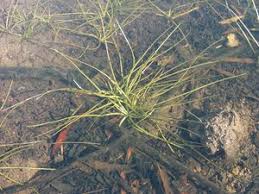 Image result for Isoetes welwitschii