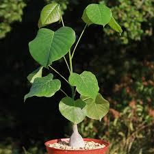 Image result for Pseudobombax