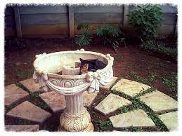 Check spelling or type a new query. Nothing Strange Happening In This Birdbath Birds Nothing At All Bird Bath Cats Kitty