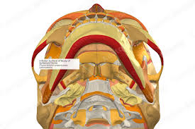 Image result for Sphenoid Bone