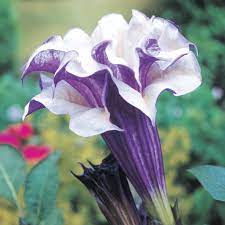 Zone 9a · 20° to 25° f, zone 9b · 25° to 30° f, zone 10a · 30° to 35° f, zone 10b · 35° to 40° f, zone 11 · above 40° f. Purple People Eater Angel Trumpet Tropical Spring Hill