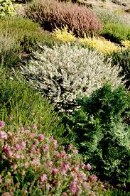 All About Growing Heathers And Heaths In The Garden Better Homes Gardens