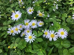 Tipi di fiori margherite di shasta fiori annuali margherite more buongiorno orto bei posti coltivare. Pianta Di Margherita Come Curarla E Quando Fiorisce Articoli Da Lafiorista It