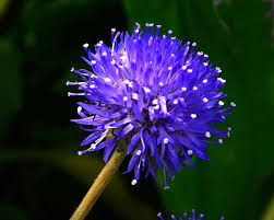 Maybe you would like to learn more about one of these? Jasione Laevis Gardensonline