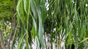Image result for Salix babylonica