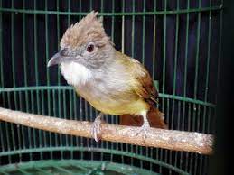More images for jenis burung jenggot mini » Informasi Seputar Makanan Burung Cucak Jenggot Yang Wajib Anda Ketahui