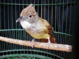 Nah, ada juga jenis burung kicau yang lain, yaitu burung masteran. Informasi Seputar Makanan Burung Cucak Jenggot Yang Wajib Anda Ketahui