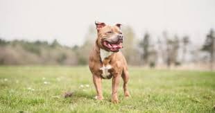 Maybe you would like to learn more about one of these? Your Guide To The French Bulldog Cross Staffy