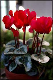 Choose a container with plenty of drainage holes and cover these with crocks to prevent them from becoming blocked. Cyclamen Is A Beautiful Flowering Plant But A Little Tricky To Keep This Guide Gives You Tips On How To Care F Cyclamen Care Christmas Plants House Plant Care