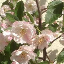 Check spelling or type a new query. Malus Ioensis Plena Bechtel S Crab Apple In Gardentags Plant Encyclopedia