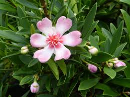 Image result for Clusia orthoneura