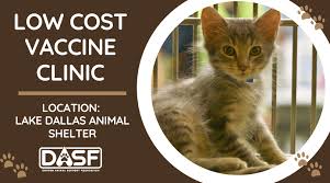 Dallas cat lady adoptions has been working since 2006 to find good homes for cats and kittens and a few dogs. Low Cost Vaccine Clinic January 18 2020 Denton Animal Support Foundation