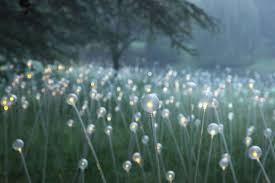 Loveisspeed British Light Artist Bruce Munro Has Announced His Second Ever U S Show He Will Return Lights Artist Light Installation Installation Art