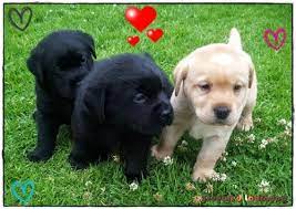 Akc belgian malinois champion blood line puppies for sale. Truebred Labradors Top Registered Labrador Breeders 2021
