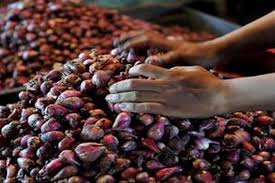 Kemungkinan harga tersebut turun selepas keadaan banjir di negeri ini semakin pulih dan bekalan bawang mudah diperolehi. 2 Ton Bawang Merah Dari Malaysia Gagal Diselundupkan