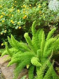 Beautiful Foxtail Fern Learn The Downside Of Planting This Variety Of Fern Foxtail Fern Florida Landscaping Modern Landscaping