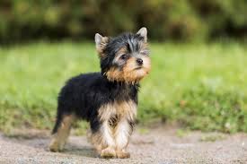 Der yorkshire terrier ist ein kleiner und intelligenter jagdhund aus großbritannien. Yorkshire Terrier Alle Infos Im Rasseportrat Herz Fuer Tiere De
