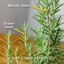 Image result for rosemary cuttings