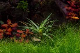 Image result for Eriocaulon buchananii