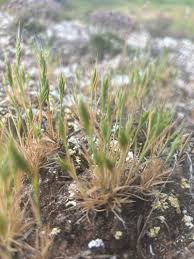 Image result for Brachypodium flexum
