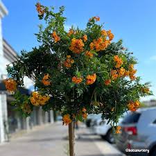 Image result for Tecoma stans