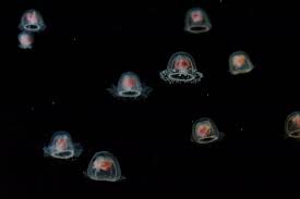 Jellyfish Club!