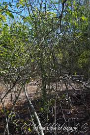 Image result for Cynanchum viminale